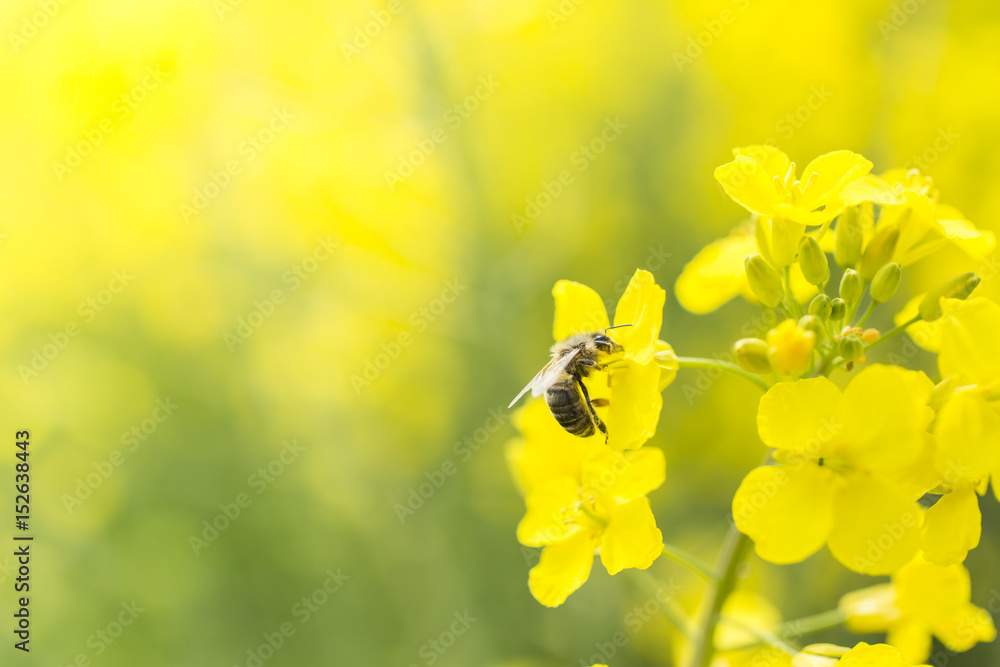 pszczoła na kwiatku - obrazy, fototapety, plakaty 