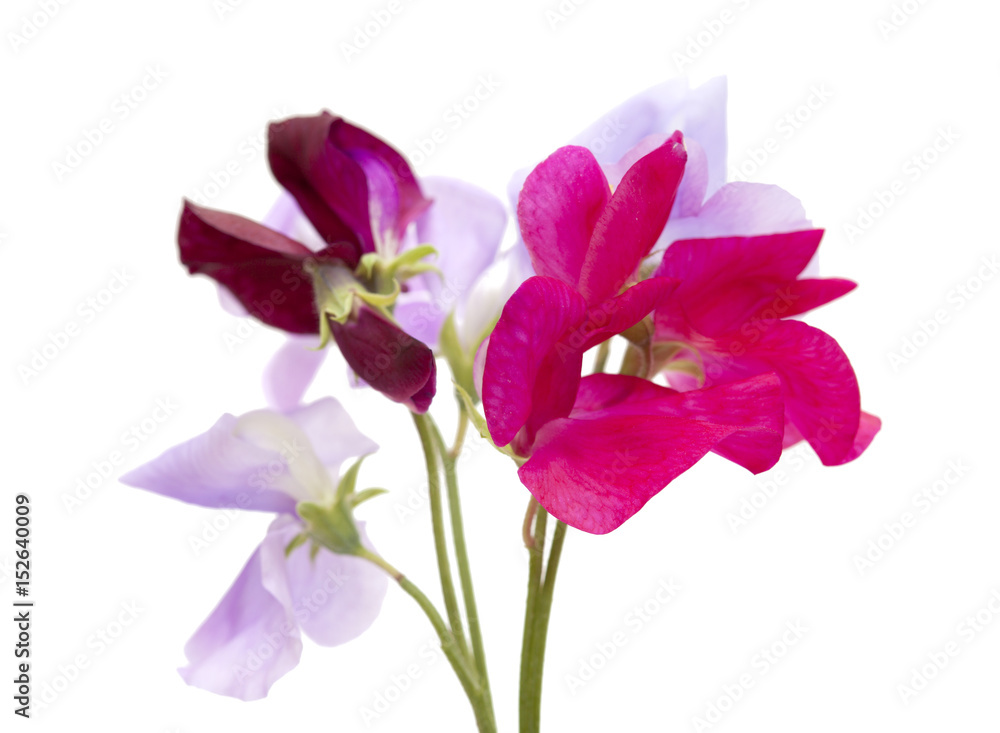 sweet pea flowers