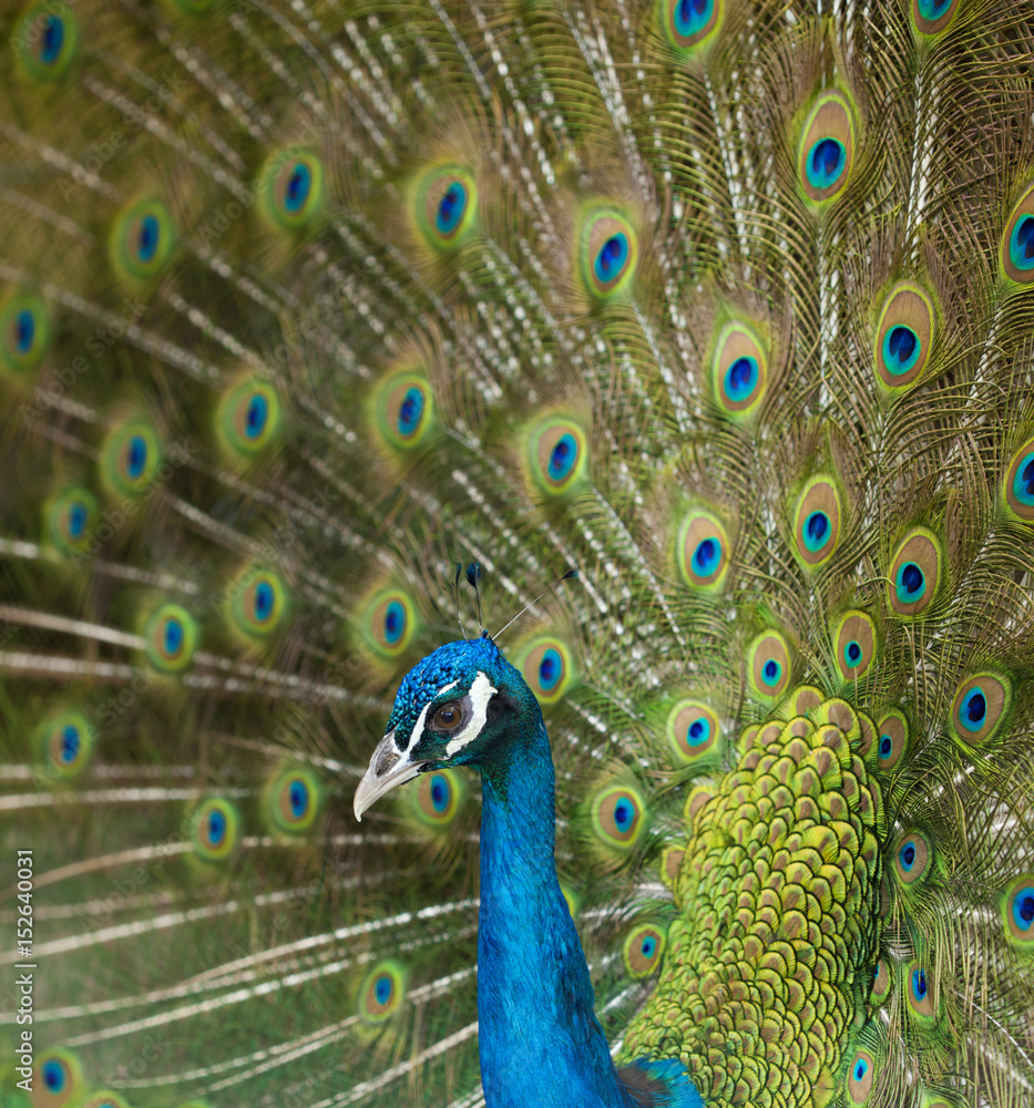 Fototapeta premium common male peacock displaying