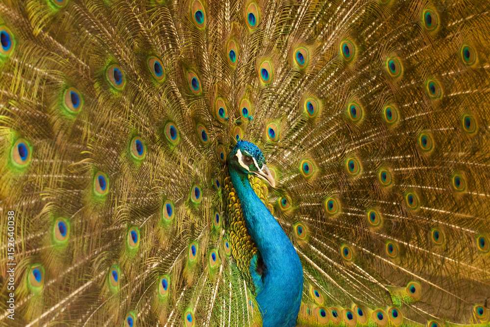 Obraz premium common male peacock displaying