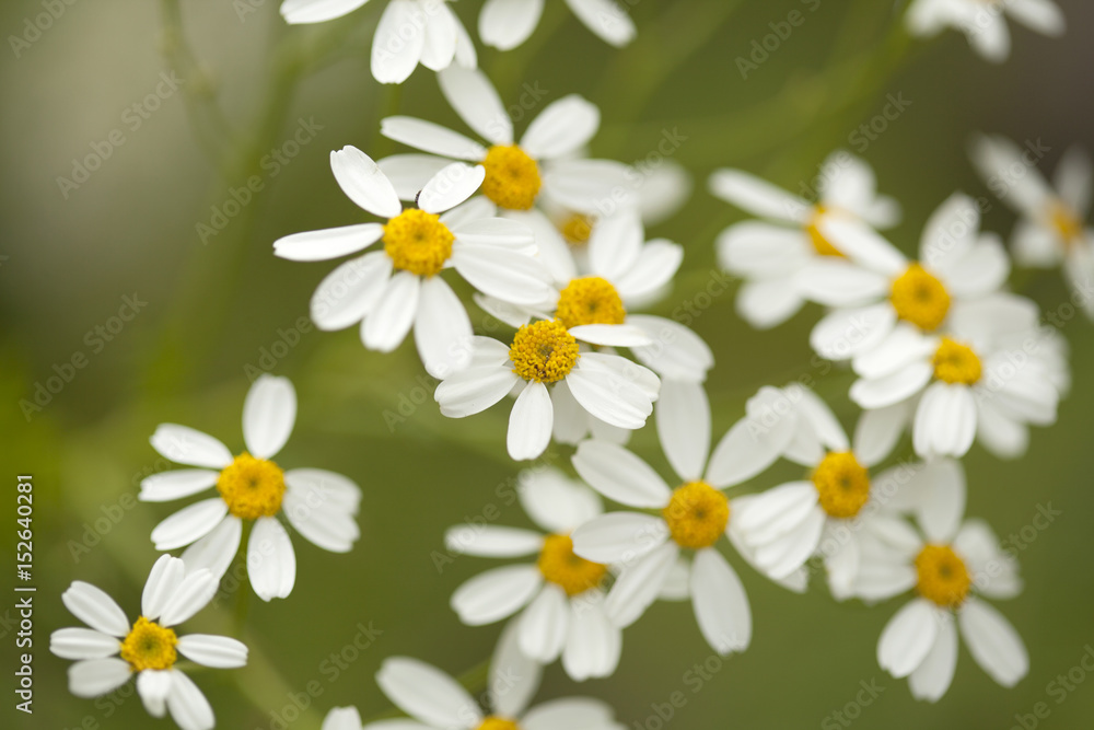 Fototapeta premium flora of Gran Canaria - Gonospermum ferulaceum