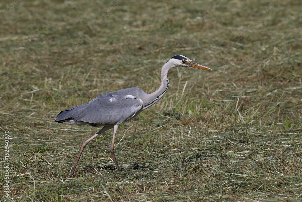 Side view of a blue heron hunting for preys in grassy field