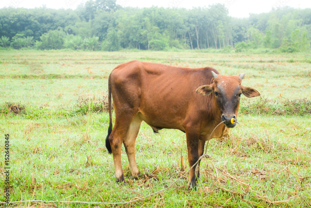 animal red calf child cow of Thai farm.