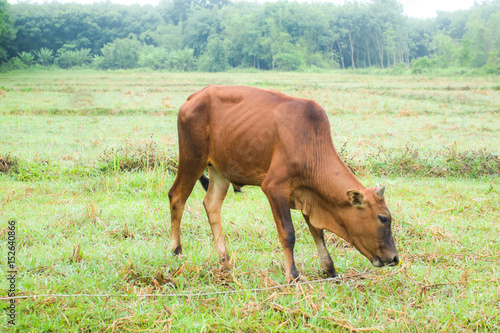 animal red calf child cow of Thai farm.