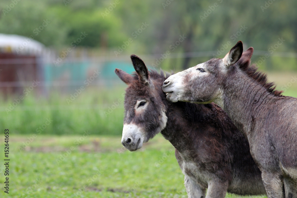 Donkeys in green field, one seeming to whisper in another's ear Donkeys in green field, one seeming to whisper in another's ear
