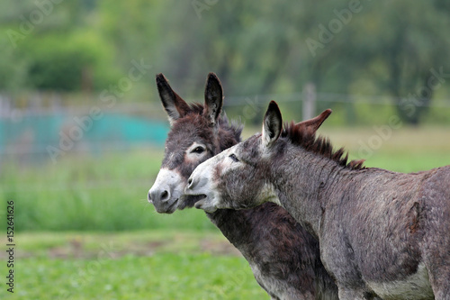 Fotografie Donkeys in green field, one seeming to kiss the other's cheek