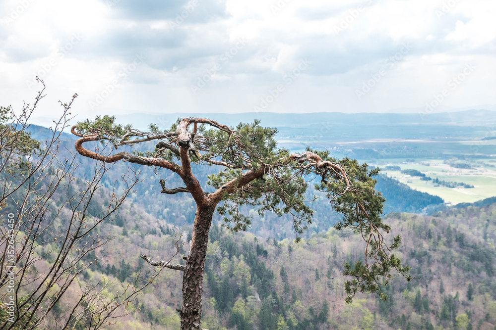 Obraz premium Drzewo w Blatnicy