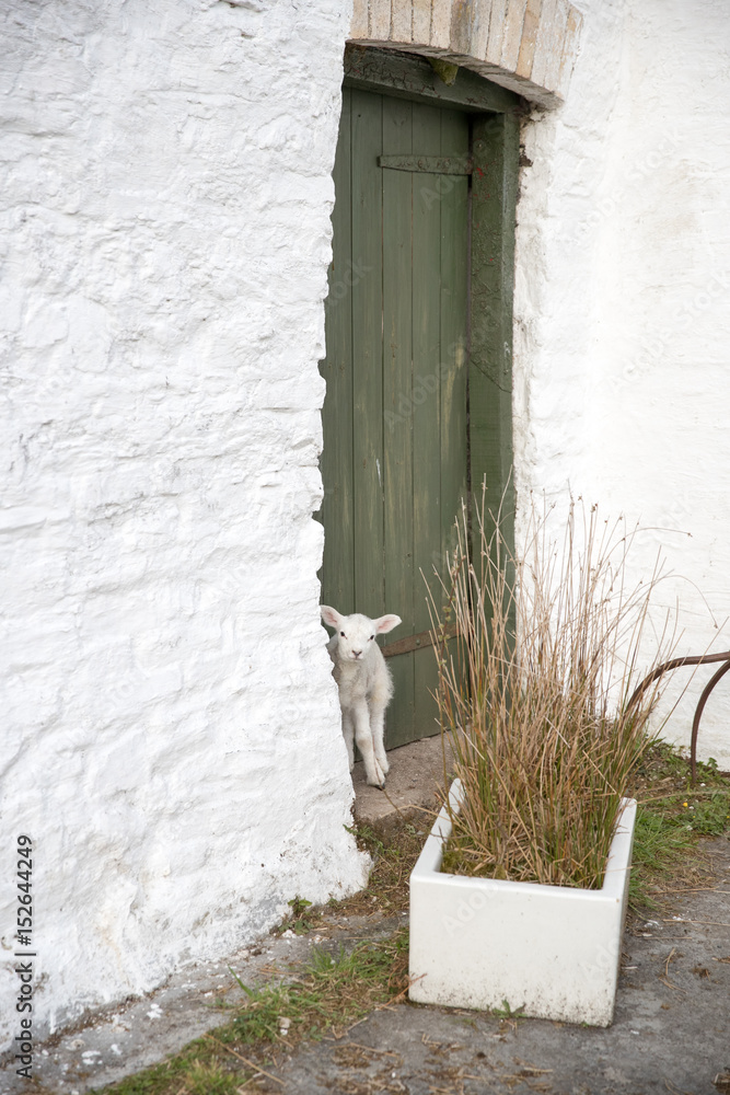Fototapeta Cute lamb tries to hide in a doorway on a farm