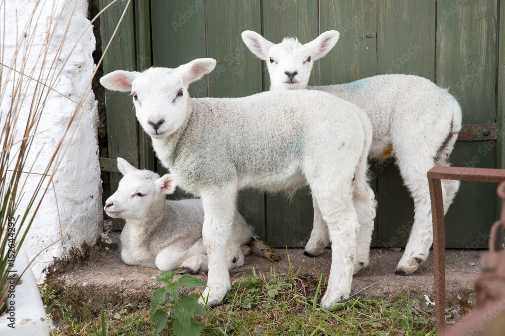 Three cute baby sheep in a farm yard Three cute baby sheep in a farm yard