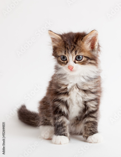 little fluffy brown kitten © Lisenok