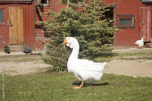 Closeup of White Goose photo