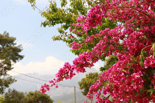 Fototapeta begonvil pink flowers on Kemer street