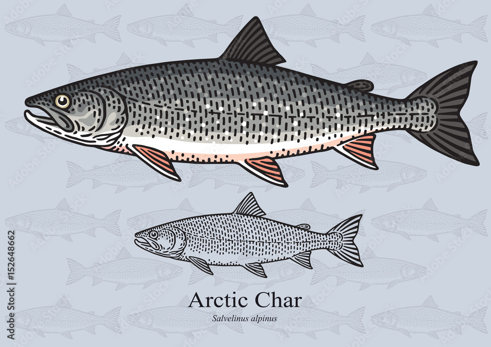 Fototapeta premium Arctic char. Vector illustration for artwork in small sizes. Suitable for graphic and packaging design, educational examples, web, etc.