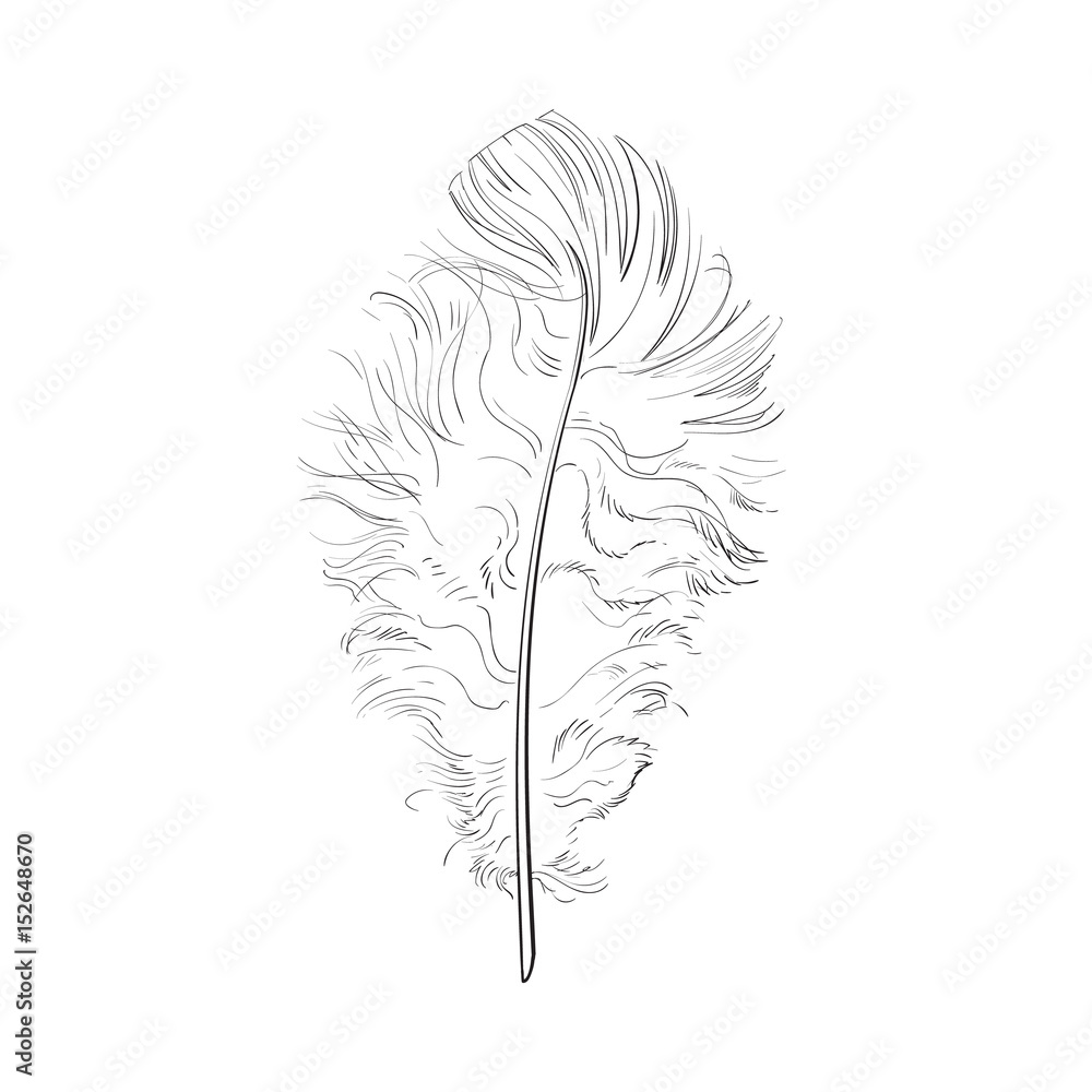 Learn To Draw This Beautiful Bird Feather - Easy Simple Cartoon  Illustration Tutorial For Kids - Rainbow Printables