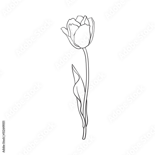 Hand drawn of side view black and white open tulip flower, sketch style vector illustration isolated on white background. hand drawing of tulip flower, decoration element
