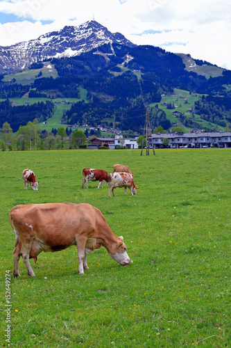 Cows in a meadow with Austrian Alps on background. Vertical image.