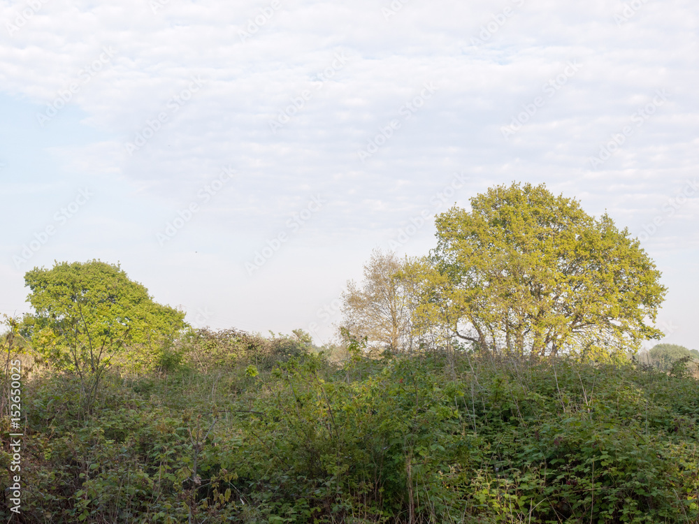 lush nature tree line outside conservation pretty peace in need or restoration lush nature tree line outside conservation pretty peace in need or restoration