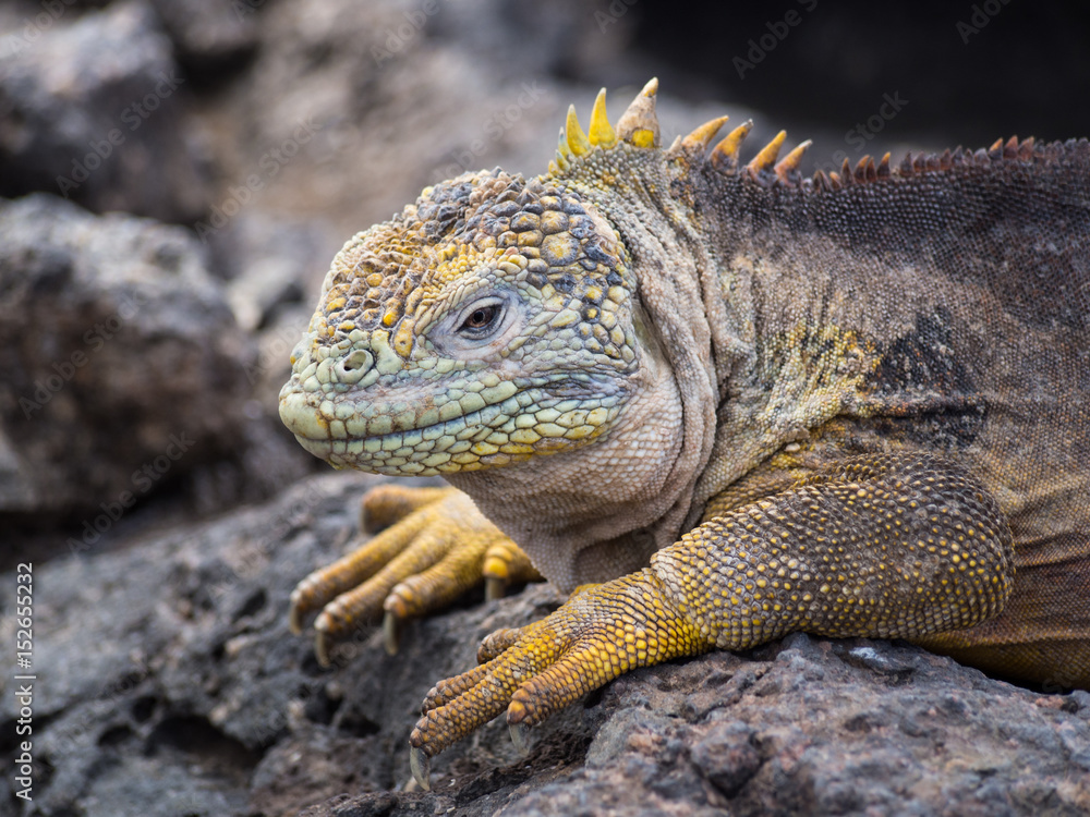 Fototapeta premium Land Iguana (Conolophus subcristatus), Plaza Sur Island, Galapagos