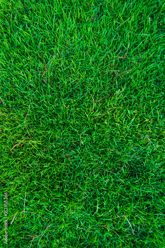 Fresh green grass texture backgroud