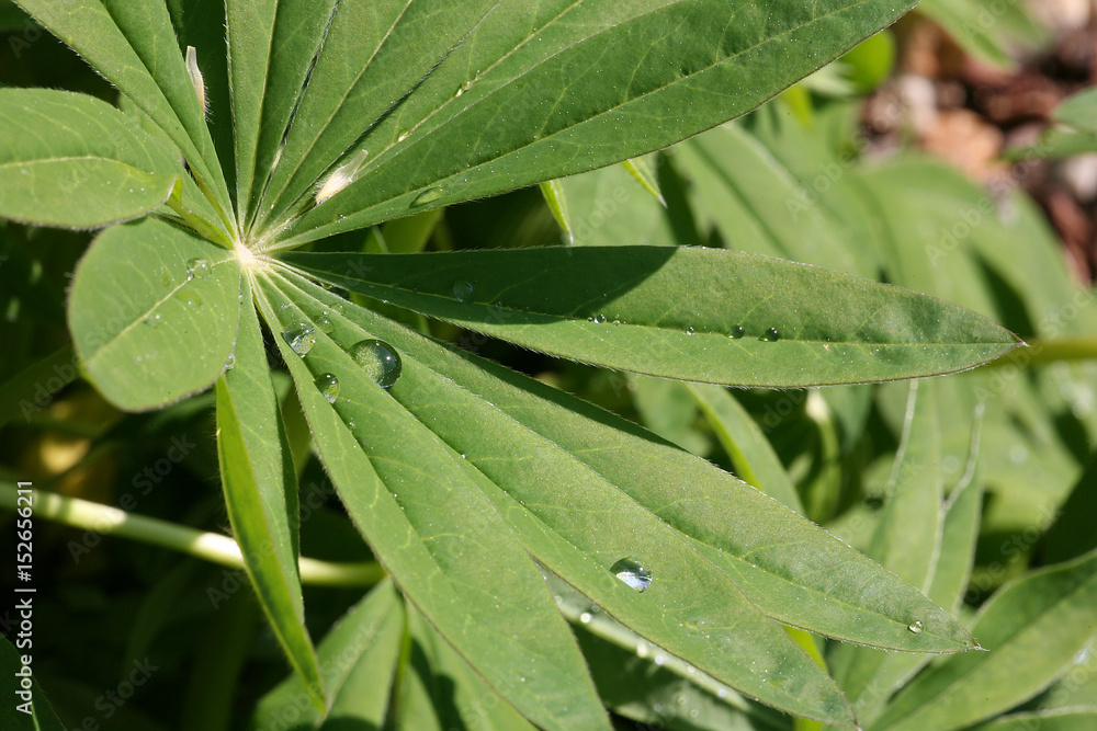 raindrops on leaves raindrops on leaves
