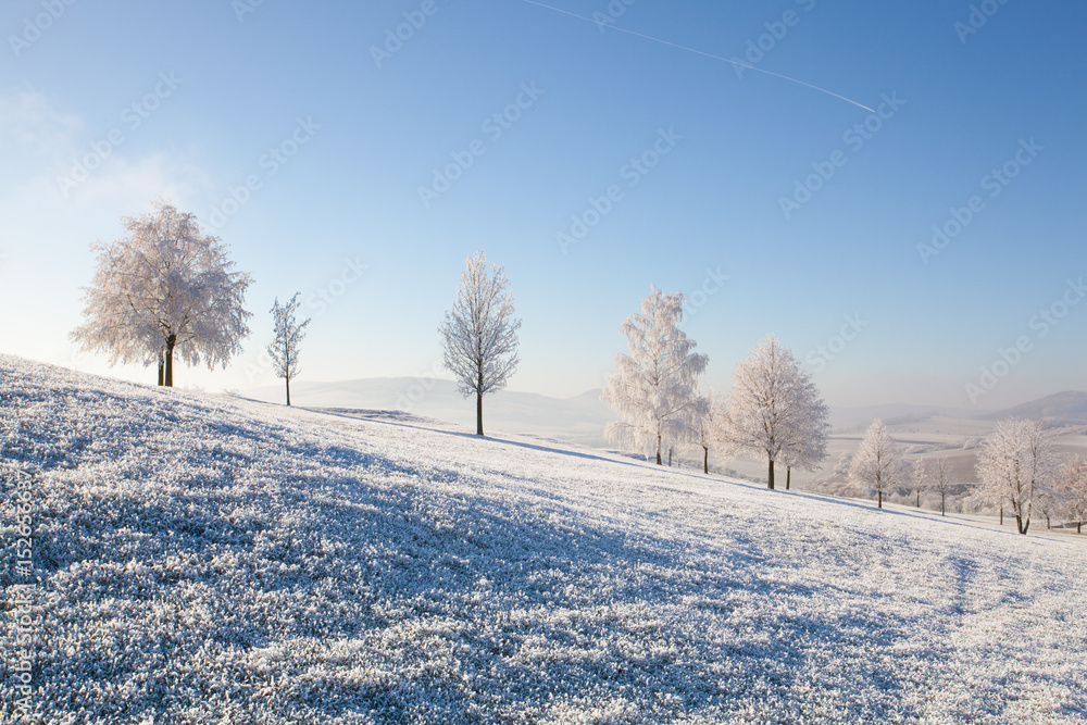 Snow and hoarfrost covered trees in the frosty morning. Snow and hoarfrost covered trees in the frosty morning.