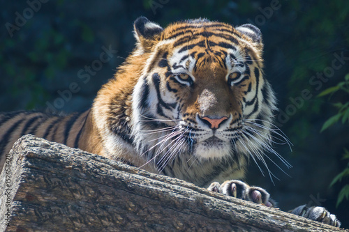 Portrait of the Amur tiger.