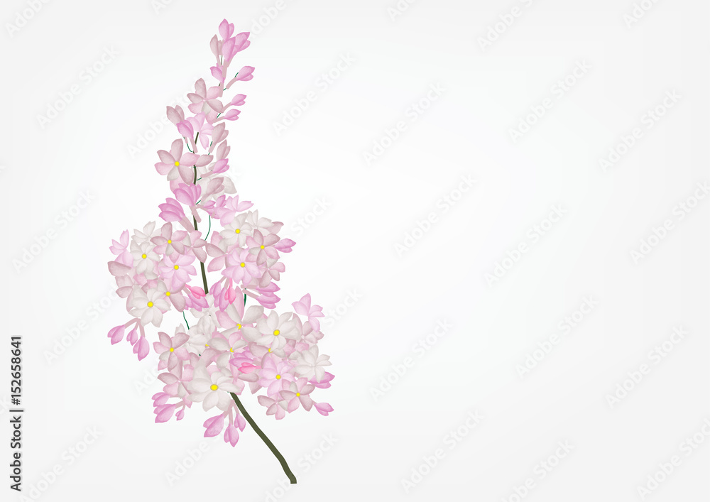 Obraz premium Lilac flowers bouquet on white background