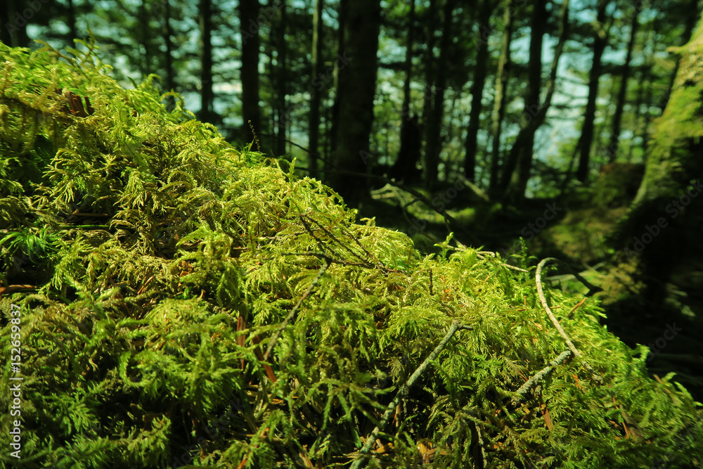 Fototapeta premium 八ヶ岳の苔