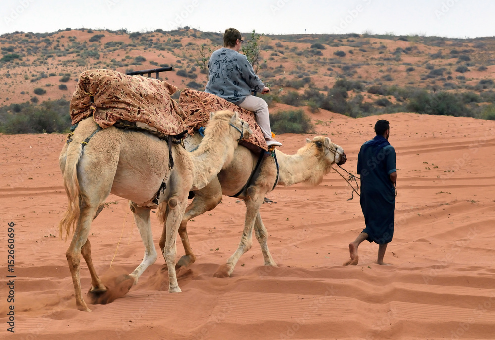 Fototapeta premium Camel riding in the desert