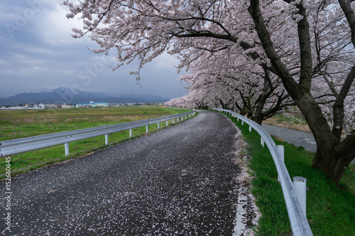 舟川べりの桜並木 photo