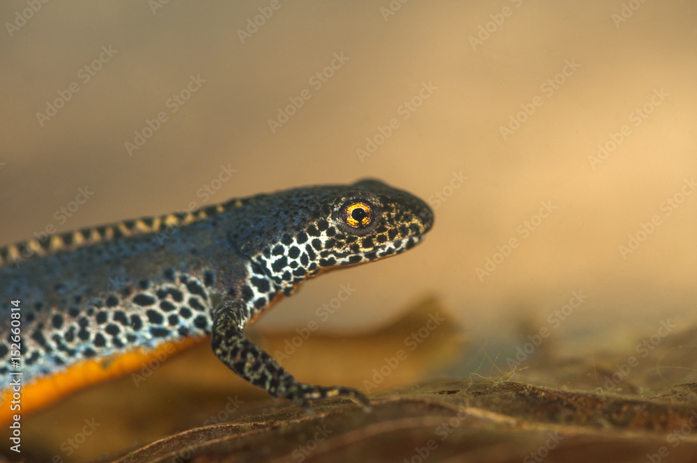 Naklejka premium underwater images of alpine newt (Ichthyosaura alpestris), a european amphibian