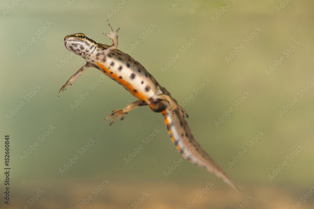 Underwater images of the Palmate newt, a European amphibian