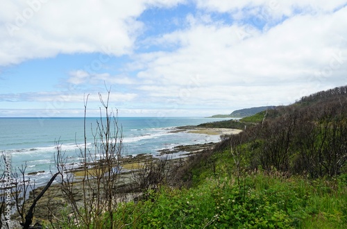 Burn forest and charred trees on the Great Ocean Road in Australia