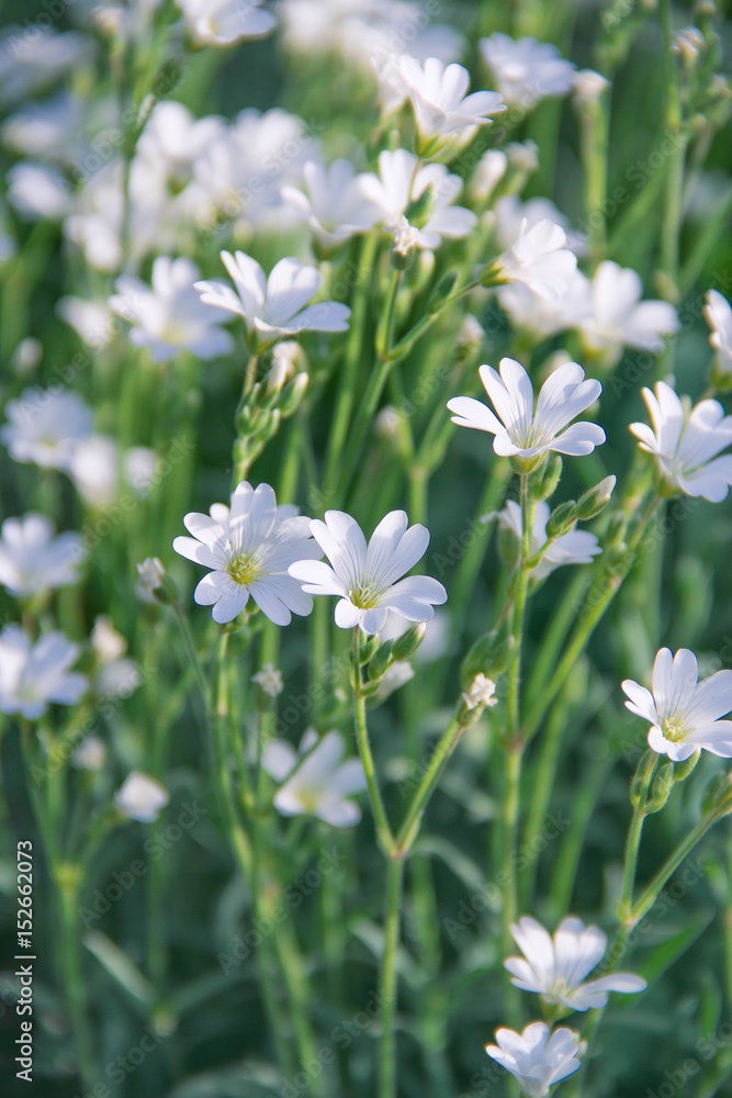 A bush of white flowers. Cerastium tomentosum. A bush of white flowers. Cerastium tomentosum.