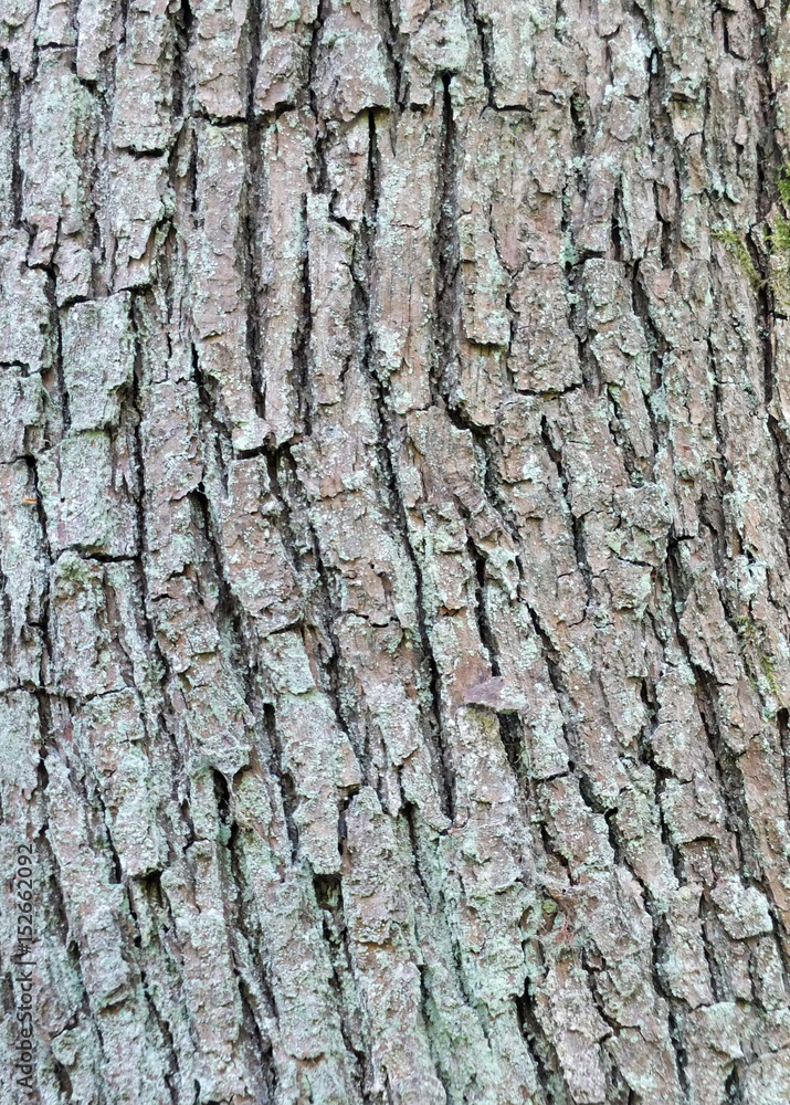 ash tree bark with cracks and texture ash tree bark with cracks and texture