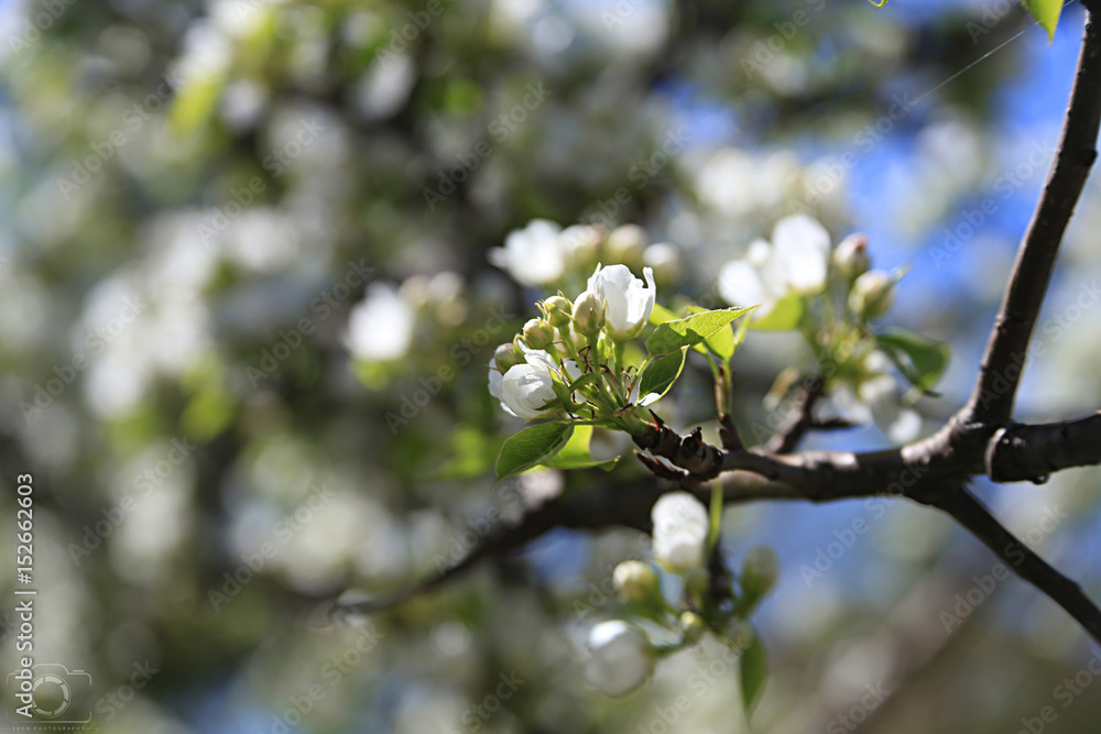blossom, flower, spring, nature, cherry, garden blossom, flower, spring, nature, cherry, garden