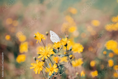 White butterfly sitting on yellow flower. © ysbrandcosijn