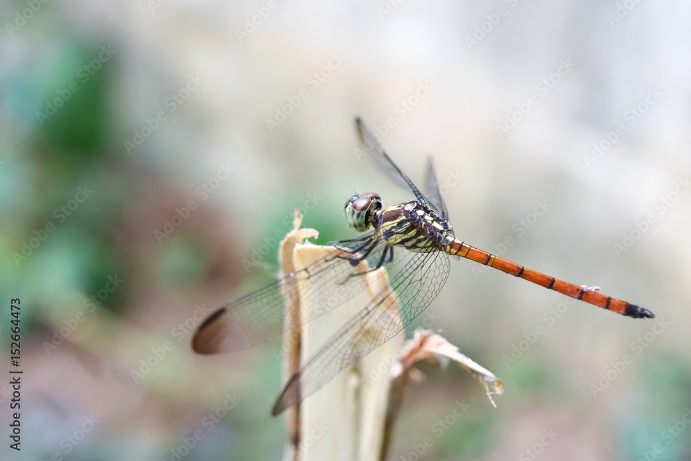Dragonfly with a red tail on a branch with natural green and white background,Lathrecista asiatica asiatica Dragonfly with a red tail on a branch with natural green and white background,Lathrecista asiatica asiatica