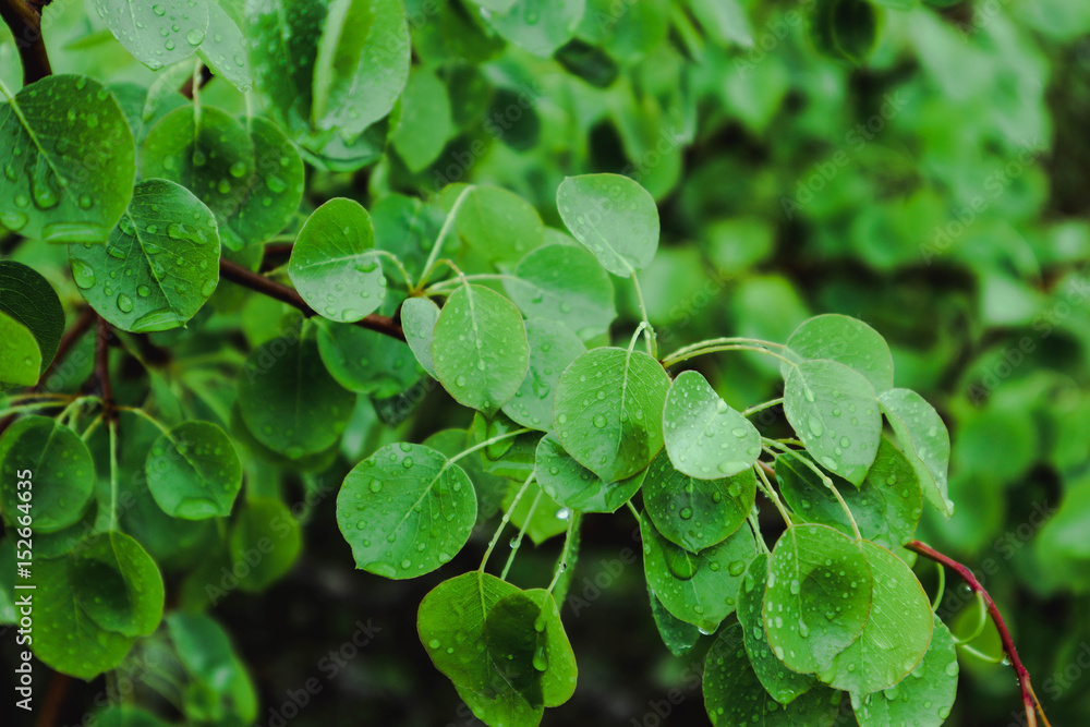 photo depicts bright colorful green fresh leaves with dew drops. Springtime, new leaves with raindrops of water on it. Close up, macro view. photo depicts bright colorful green fresh leaves with dew drops. Springtime, new leaves with raindrops of water on it. Close up, macro view.