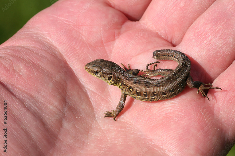 lizard lizard