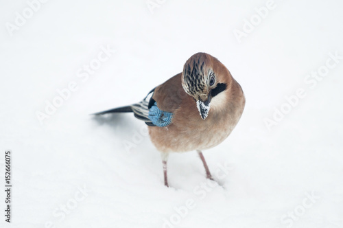 Eurasian jay or Garrulus glandarius in Latin on snow photo