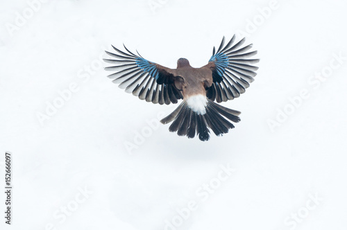 Tela Eurasian jay (Garrulus glandarius) flying over snow