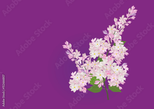 Lilac flower purple color watercolor brush design hand drawn 