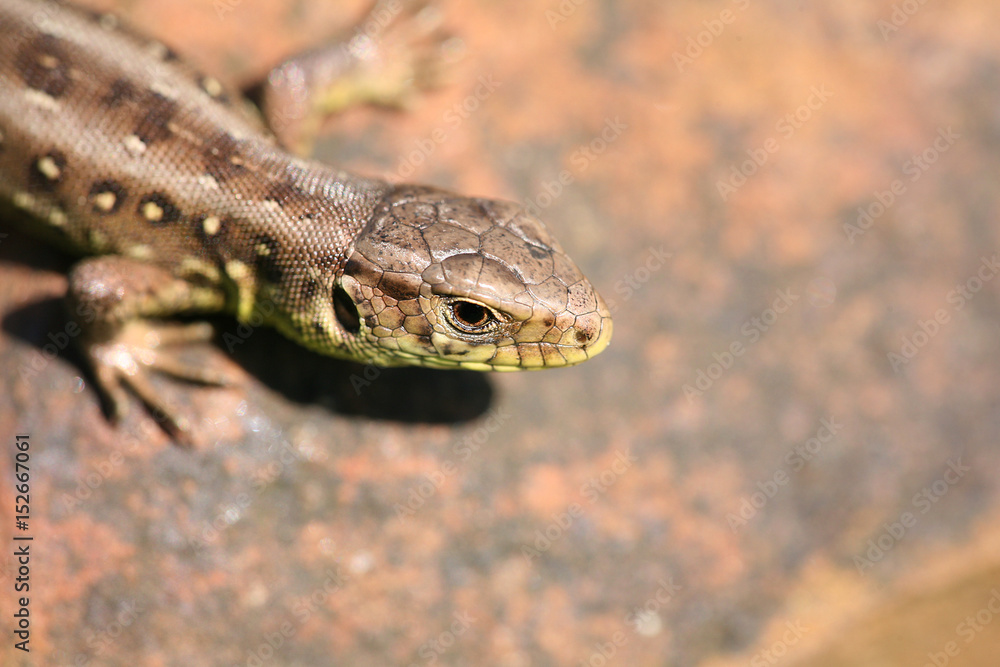 Fototapeta premium lizard