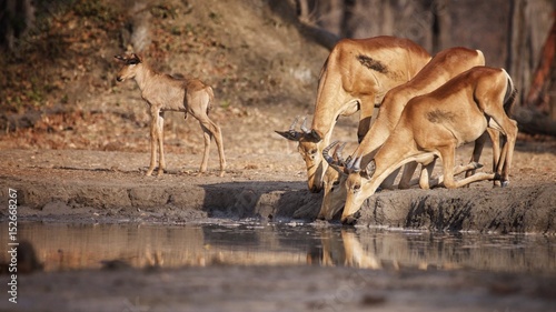 Lichtenstein's hartebeest at waterhole