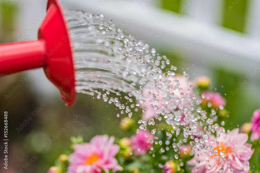 water falling from red watering can onto pink spring flowers water falling from red watering can onto pink spring flowers