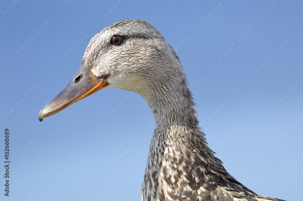 Profile portrait of duck on blue sky background Profile portrait of duck on blue sky background
