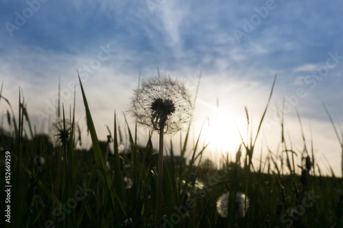 Dandelion in the grass during sunset. Slovakia