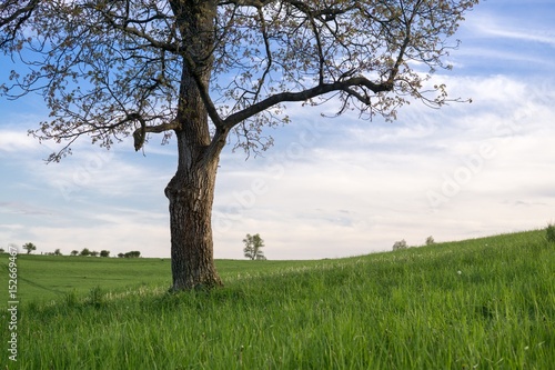 Abandoned tree on meadow during sunset. Slovakia