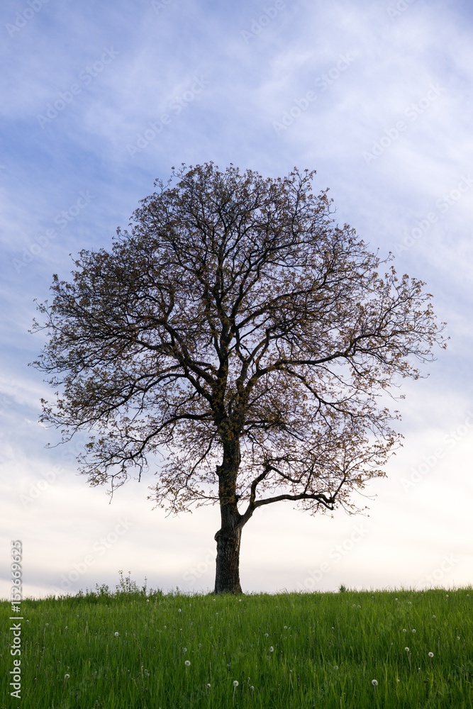 Fototapeta premium Opuszczone drzewo na łące podczas zachodu słońca. Słowacja